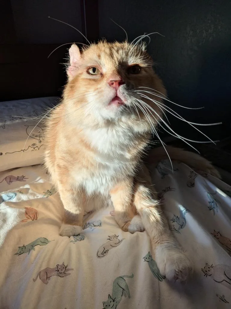 Walter Mcfluffy thumbnail 4