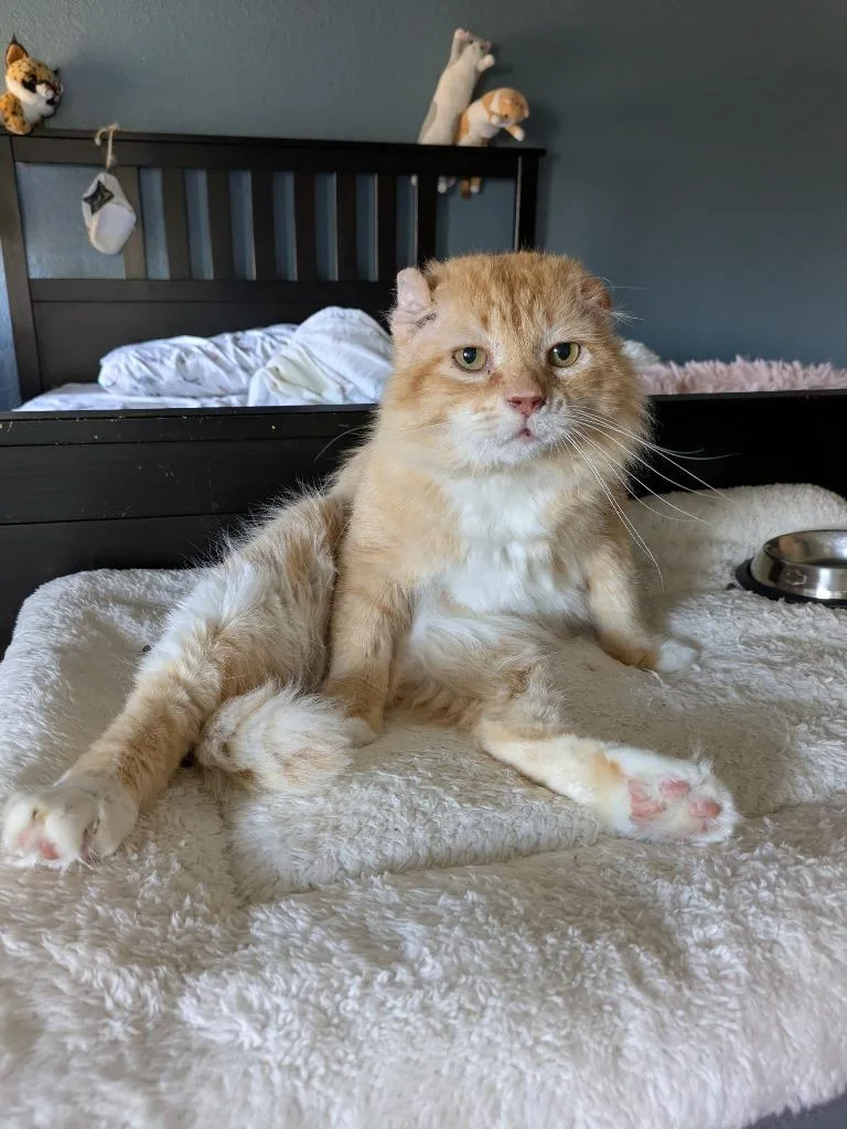 Walter Mcfluffy thumbnail 5