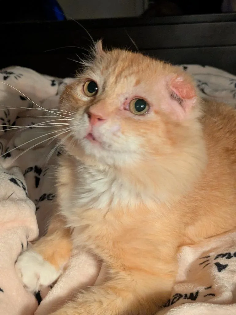 Walter Mcfluffy thumbnail 6