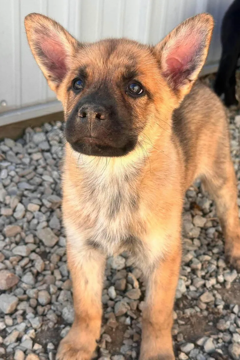 A baby large-sized male Mixed Breed dog named Relish for adoption in Frankfort, IN