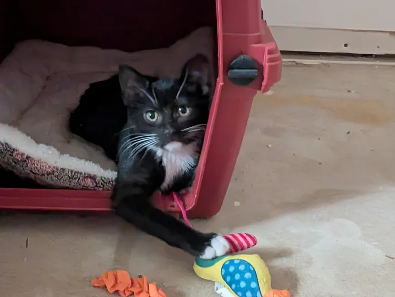 A baby small-sized female Domestic Short Hair cat named Tuxie for adoption in Ogden, UT