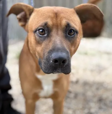 A young large-sized male Mixed Breed dog named Vegemite for adoption in Pensacola, FL