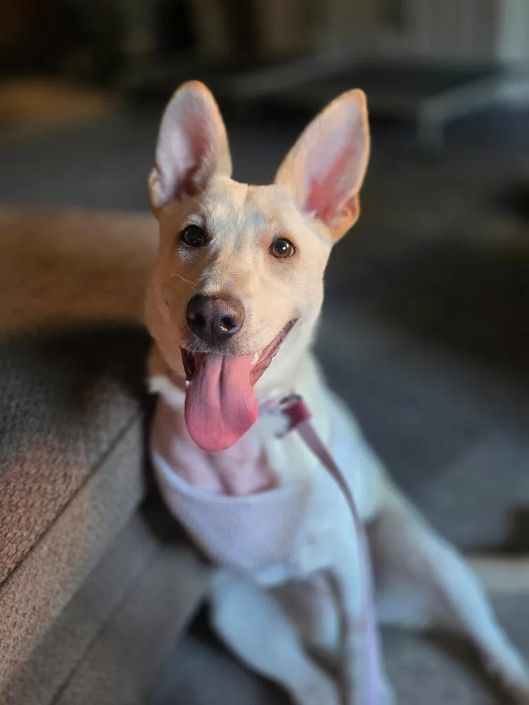 Kangaroo thumbnail 2