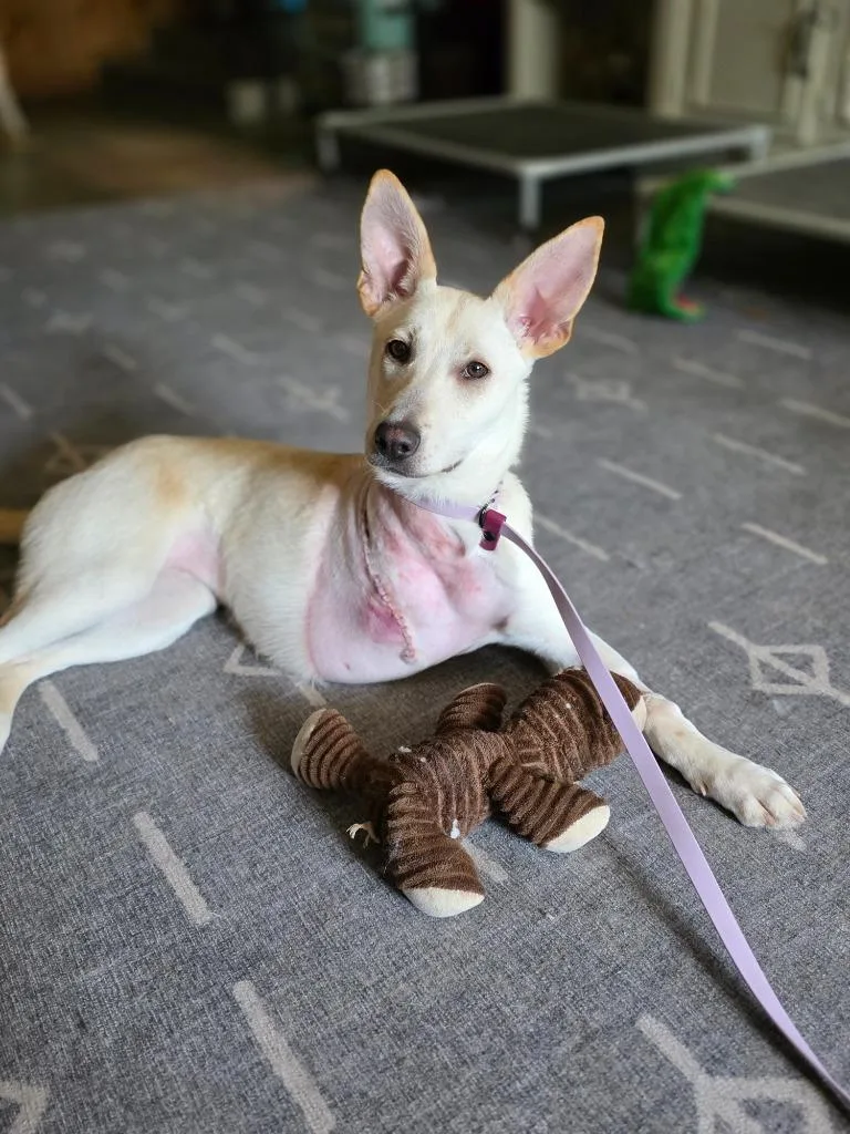 Kangaroo thumbnail 3