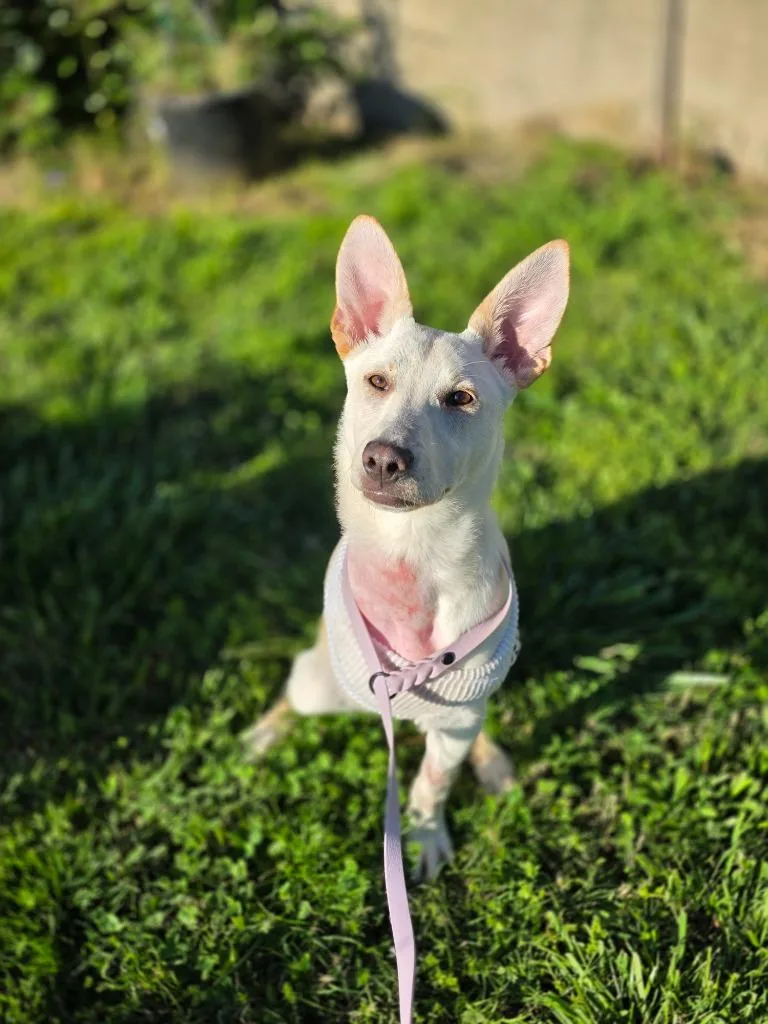 Kangaroo thumbnail 4