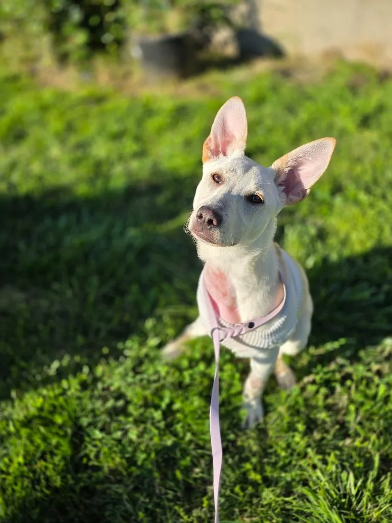 Kangaroo thumbnail 5