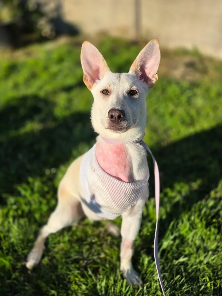 Kangaroo thumbnail 6