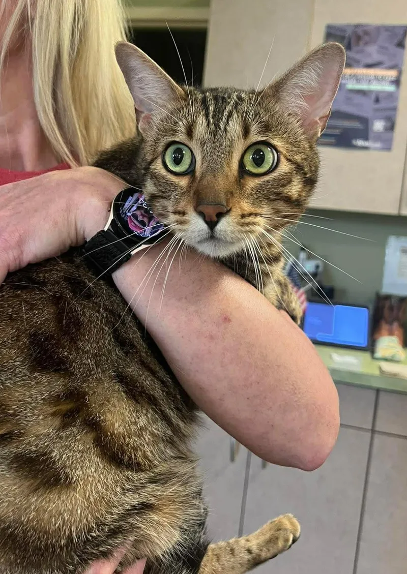 An adult medium-sized male Domestic Short Hair cat named Richie for adoption in Rockwall, TX