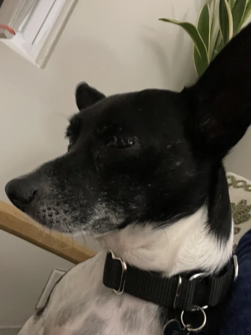 An adult small-sized male Black Chihuahua dog named Ricky for adoption in Harrison, NY