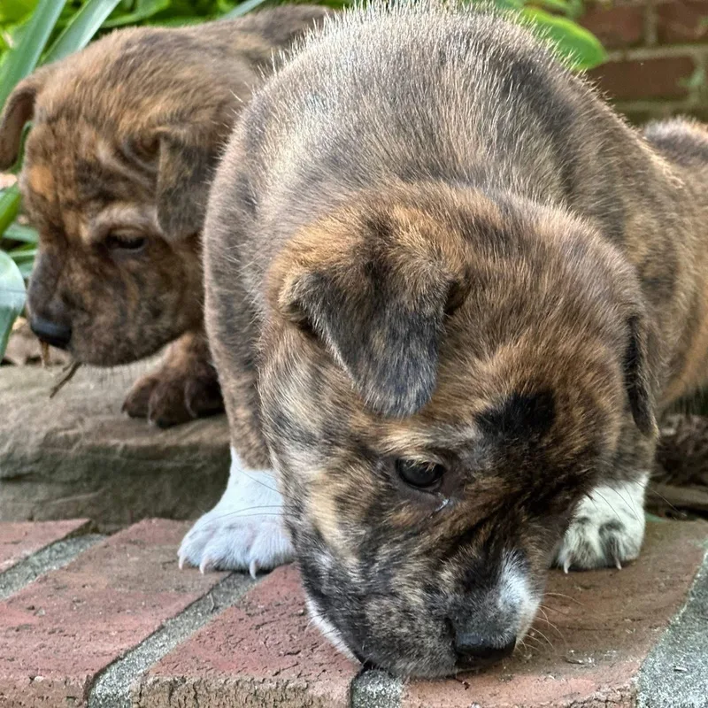 A baby medium-sized female Brindle Mixed Breed dog named Passy for adoption in Tunica, MS