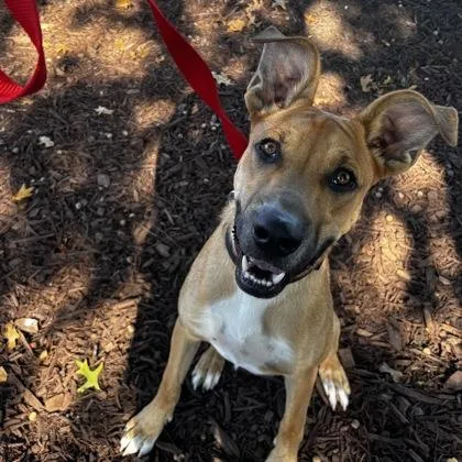 A young medium-sized male Shepherd dog named Scrappy for adoption in Merriam, KS
