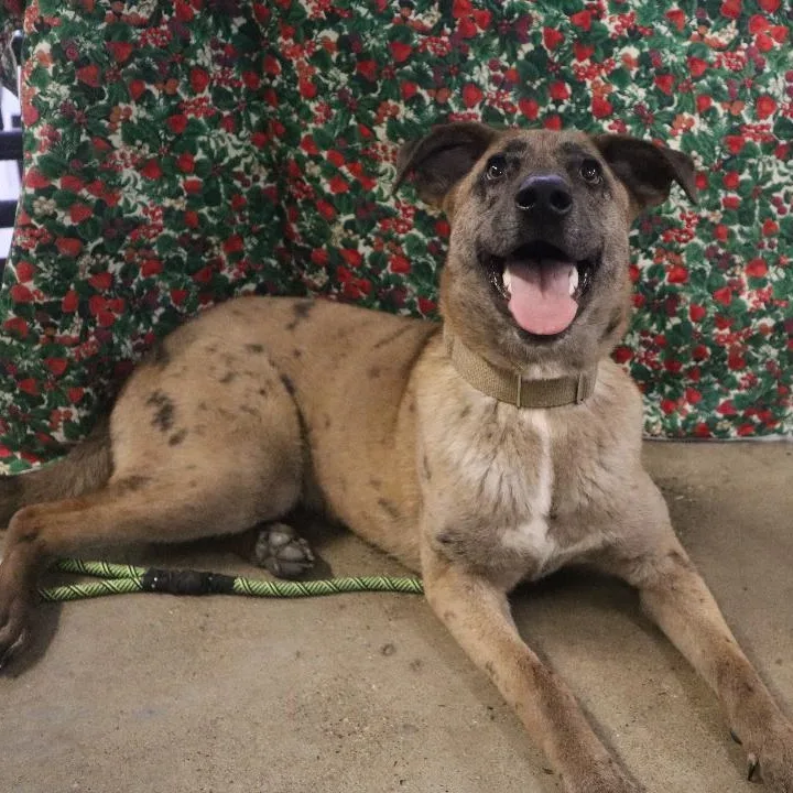 Sasha  Paws Behind thumbnail 2