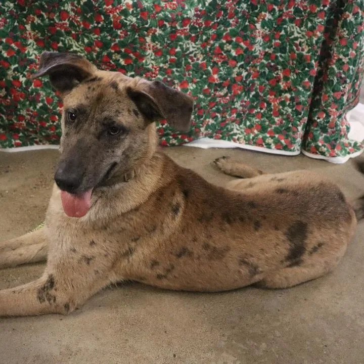 Sasha  Paws Behind thumbnail 3