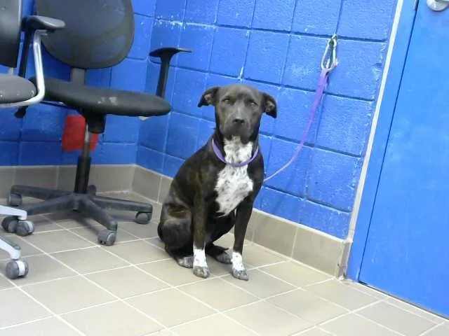 A young medium-sized female Pit Bull Terrier dog named Little Girl for adoption in Albuquerque, NM