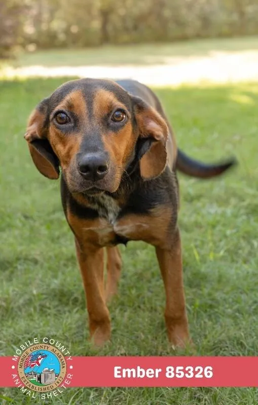 An adult medium-sized female Beagle dog named Ember for adoption in Mobile, AL