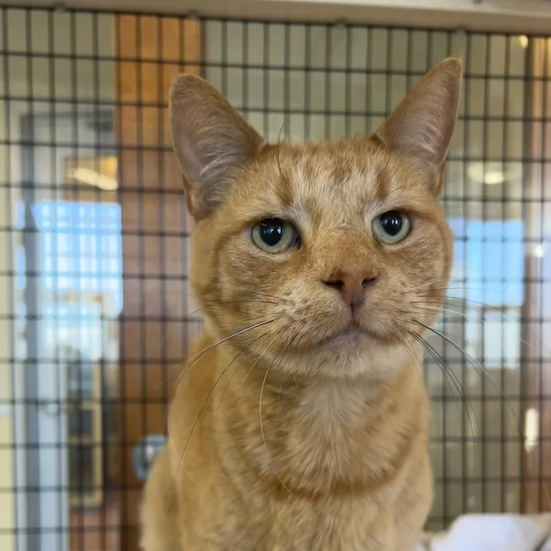 A senior medium-sized male Orange / Red Domestic Short Hair cat named Grandville for adoption in Burlingame, CA