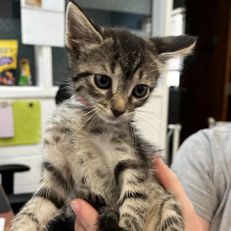 A baby small-sized female Black Domestic Short Hair cat named Ceyenne for adoption in Ardmore, OK