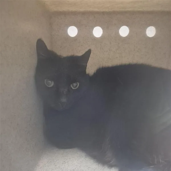 A senior large-sized male Black Domestic Short Hair cat named Working Cat Pinto for adoption in Tacoma, WA
