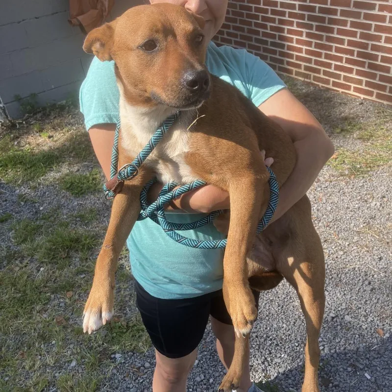 A young medium-sized female Red / Chestnut / Orange Mixed Breed dog named Cyrus for adoption in Alexandria, VA