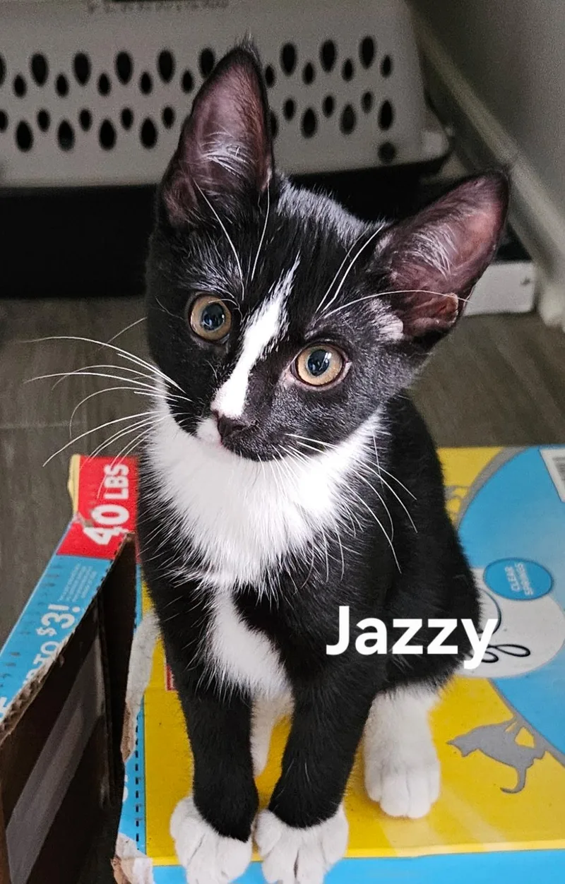 A baby medium-sized female Domestic Short Hair cat named Jazzy for adoption in Zimmerman, MN