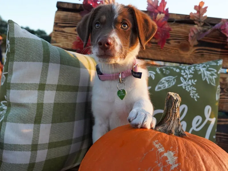 A young small-sized male Border Collie dog named Theodore for adoption in San Antonio, TX