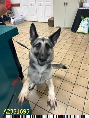 An adult large-sized female Mixed Breed dog named Nina for adoption in West Palm Beach, FL