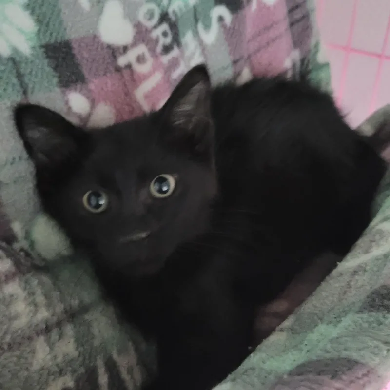 A baby small-sized male Black Domestic Medium Hair cat named Winston for adoption in Greenback, TN