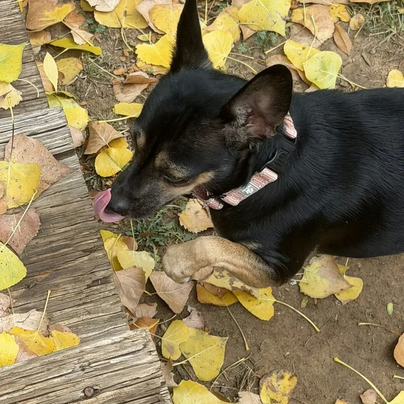 An adult small-sized female Miniature Pinscher dog named Lizzy for adoption in Loveland, CO