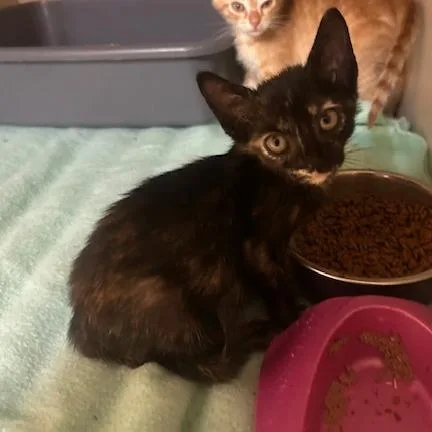 A baby small-sized female Domestic Short Hair cat named Curious for adoption in Enterprise, AL