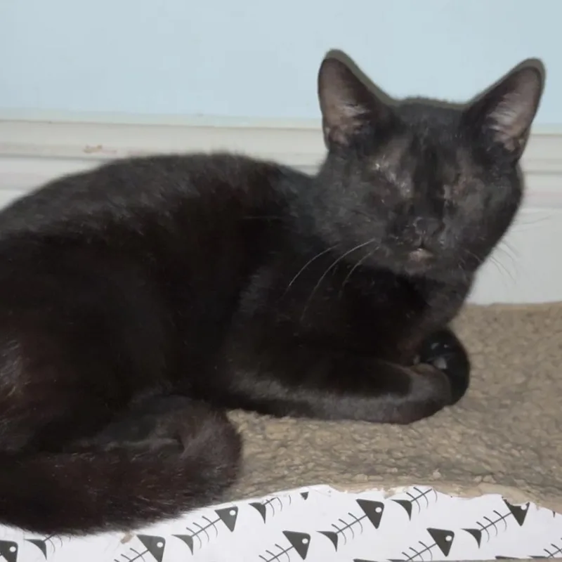 A young medium-sized male Black Domestic Short Hair cat named Davin for adoption in Fort Lauderdale, FL