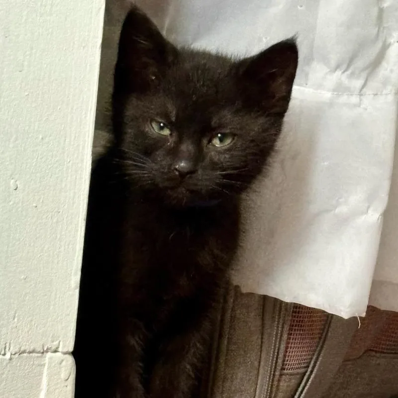 A baby small-sized male Black Domestic Short Hair cat named Anakin for adoption in Rochester, MN