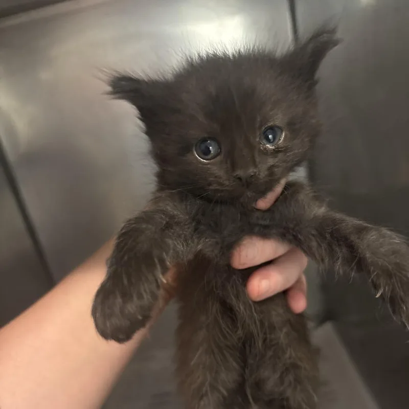 A baby small-sized female Black Domestic Short Hair cat named England for adoption in Clanton, AL