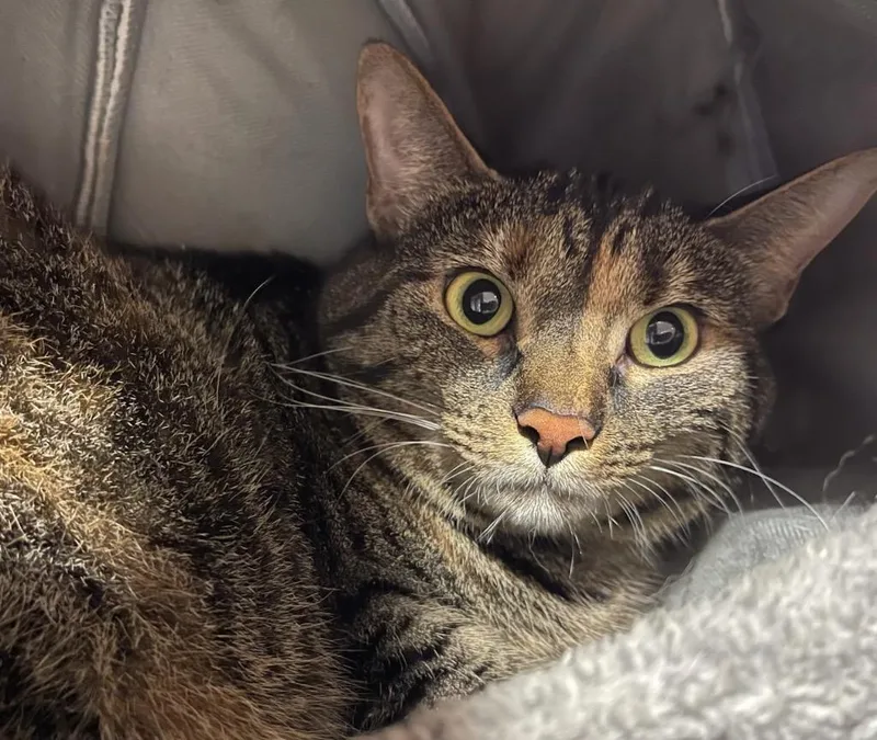 An adult large-sized female Domestic Short Hair cat named BeBe for adoption in Cambridge, MD
