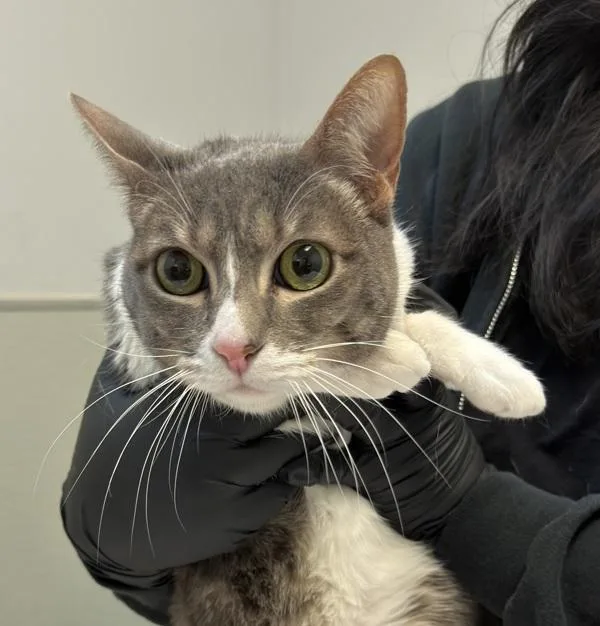 An adult medium-sized female Domestic Short Hair cat named Sky for adoption in San Diego, CA