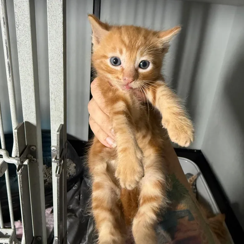 A baby small-sized male Orange / Red Domestic Short Hair cat named Cantaloupe for adoption in Wahiawa, HI