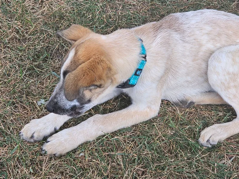 Morning Glory thumbnail 3