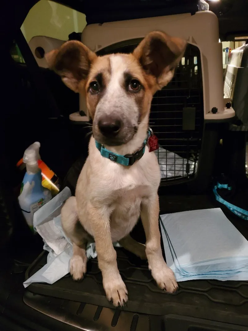 Morning Glory thumbnail 6