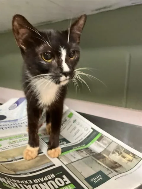 A young small-sized female Domestic Short Hair cat named Ladybug for adoption in Jacksonville, FL