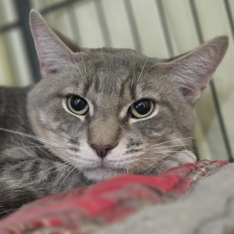 An adult medium-sized male Gray / Blue / Silver Domestic Short Hair cat named Simon for adoption in Pittsford, VT