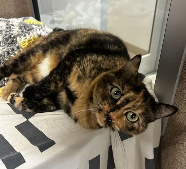 A senior small-sized female Domestic Short Hair cat named Cleo for adoption in Oakland, CA
