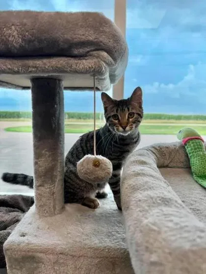 A baby small-sized female Domestic Short Hair cat named Lida Beeda for adoption in Aberdeen, SD