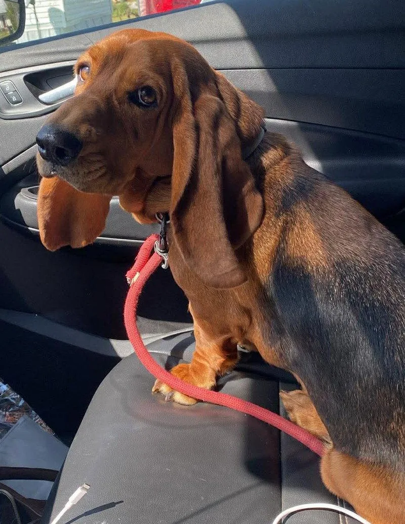 A young medium-sized female Basset Hound dog named Honeybun for adoption in Mays Landing, NJ