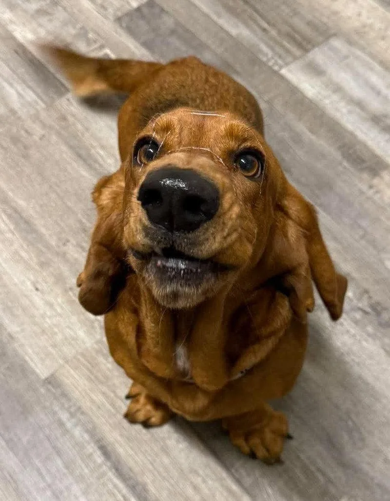 Honeybun thumbnail 2