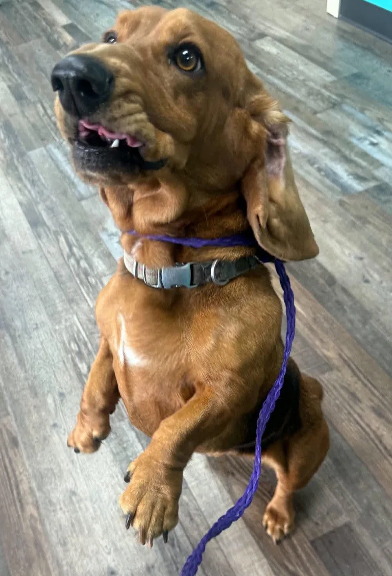 Honeybun thumbnail 3