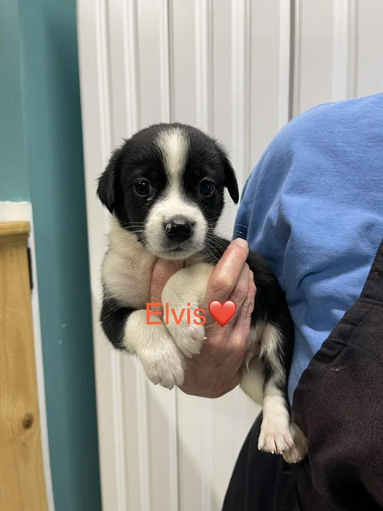 Elvis