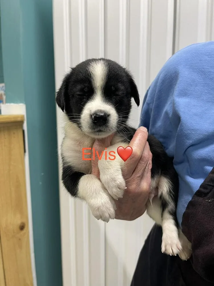 Elvis thumbnail 2