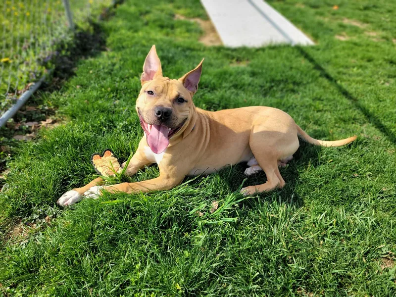 A young medium-sized male Apricot / Beige Terrier dog named Gunna Simba for adoption in Chambersburg, PA