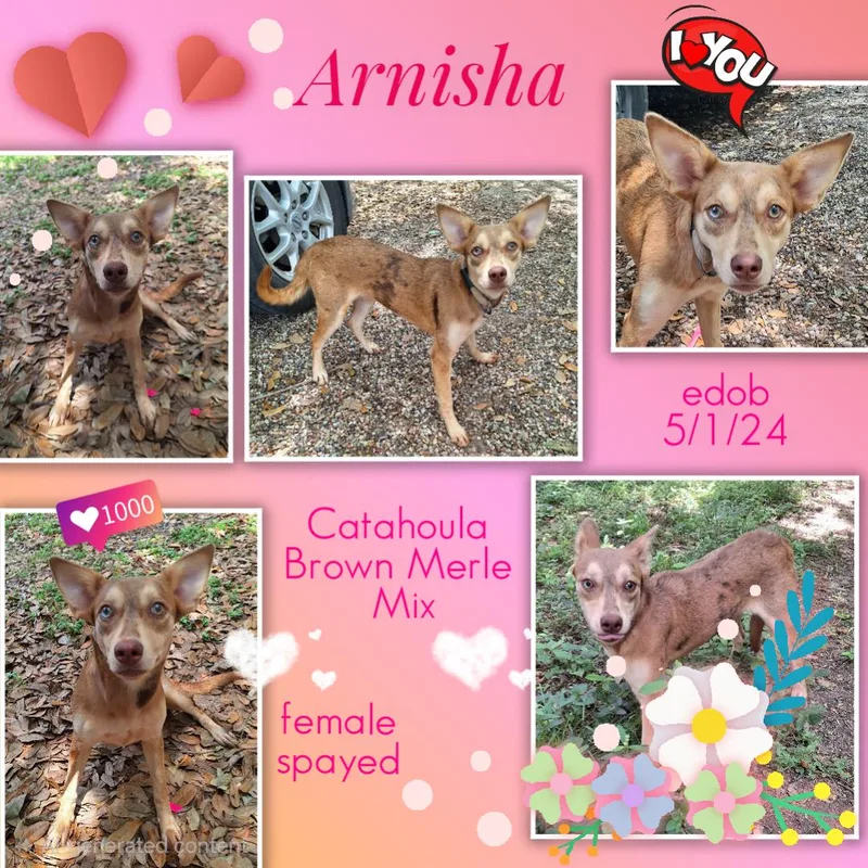 An adult medium-sized female Merle (Red) Catahoula Leopard Dog dog named Arnisha Brt for adoption in Missouri City, TX