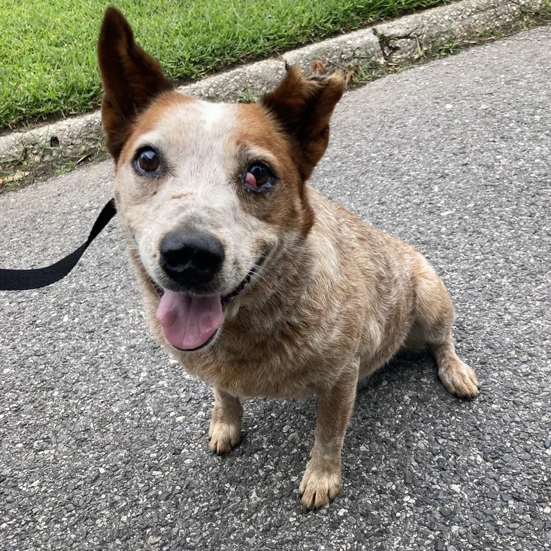 A senior medium-sized female Red / Chestnut / Orange Cattle Dog dog named Romy for adoption in Beaumont, TX