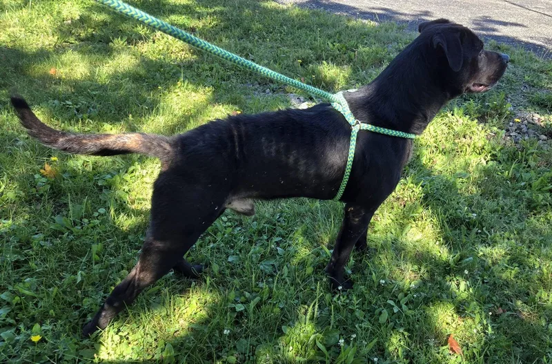 An adult large-sized male Mixed Breed dog named Marcus for adoption in Youngstown, OH